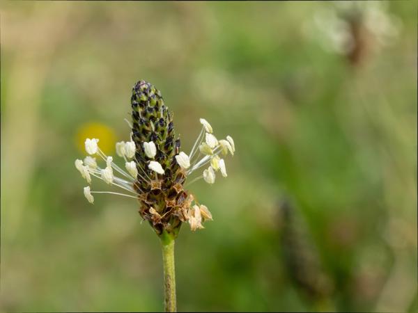 Smalle weegbree (Plantago lanceolata)